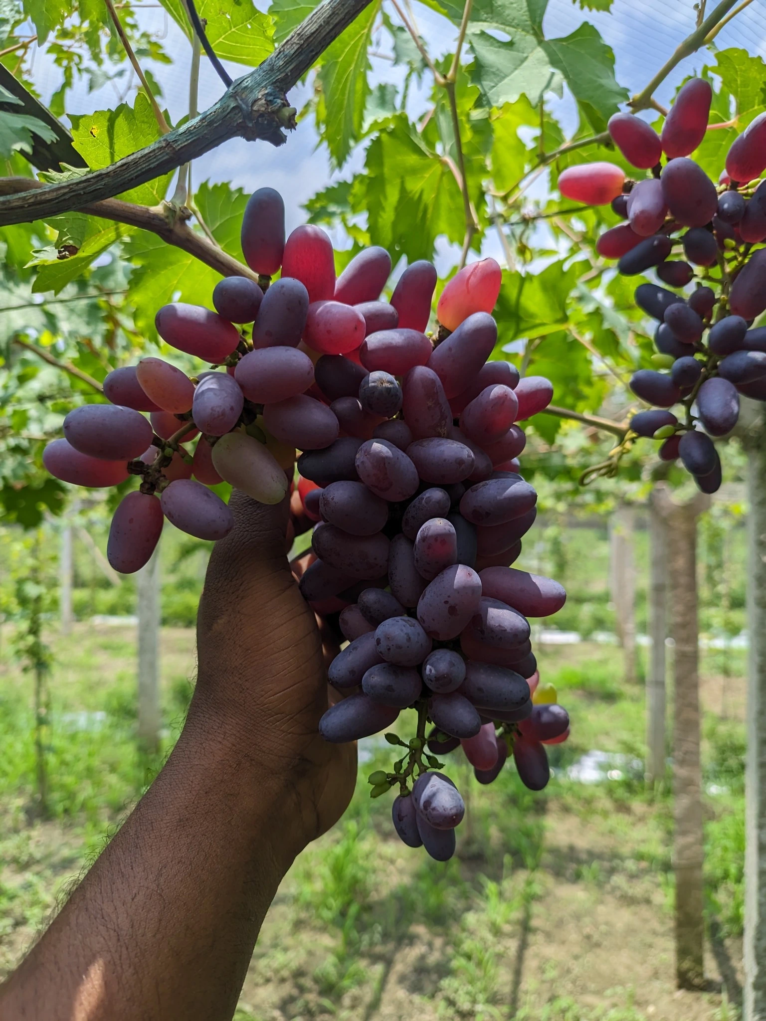 আঙ্গুর চারা