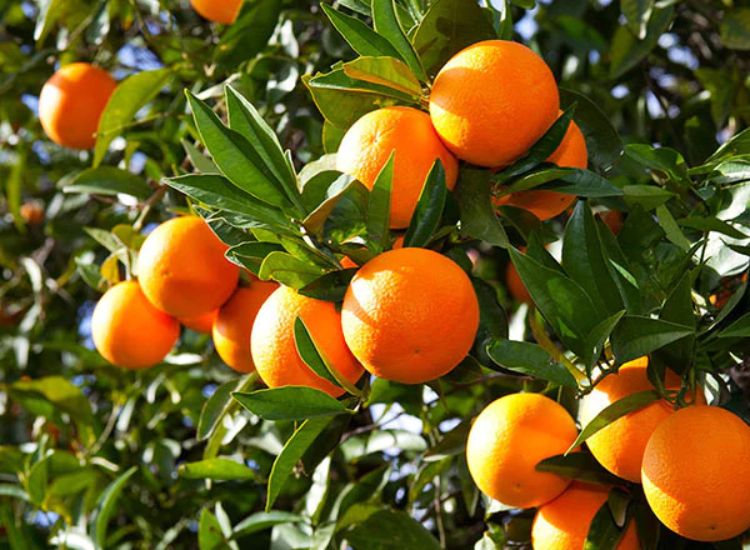 কমলা চারা