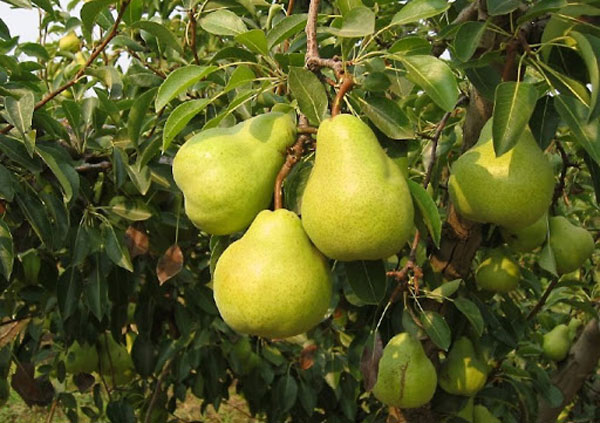 নাশপাতি