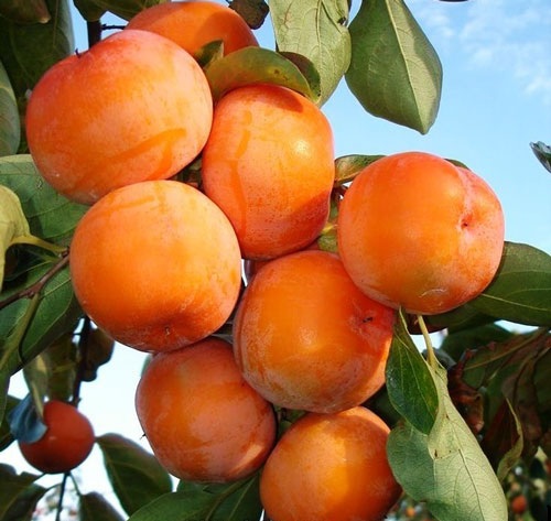 পার্সিমন