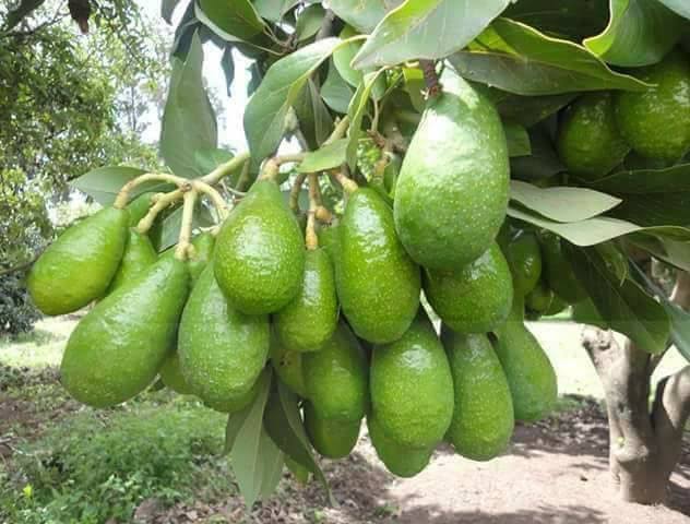 এভোকাডো