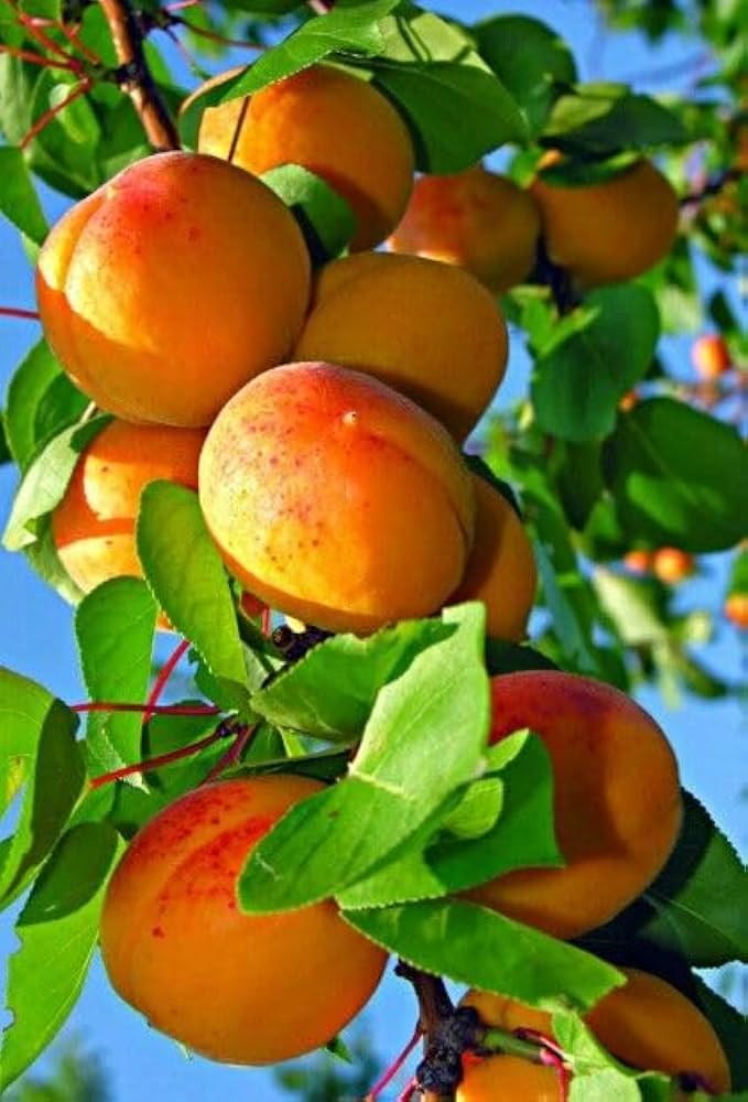 এপ্রিকোট