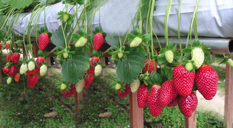 স্টবেরি