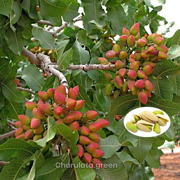 প্রেস্তা বাদাম