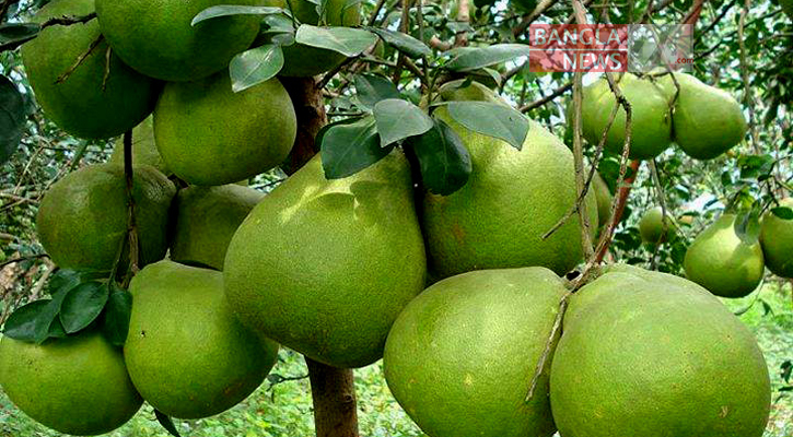 জাম্বুরা