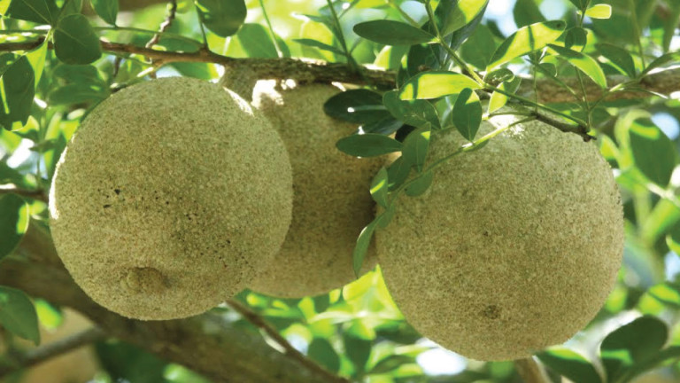  থাই কদবেল