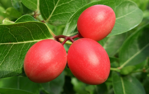 মিষ্টি করমচা