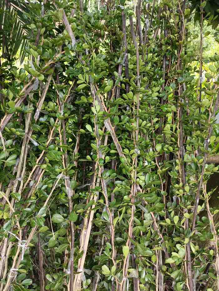 থাই কদবেল