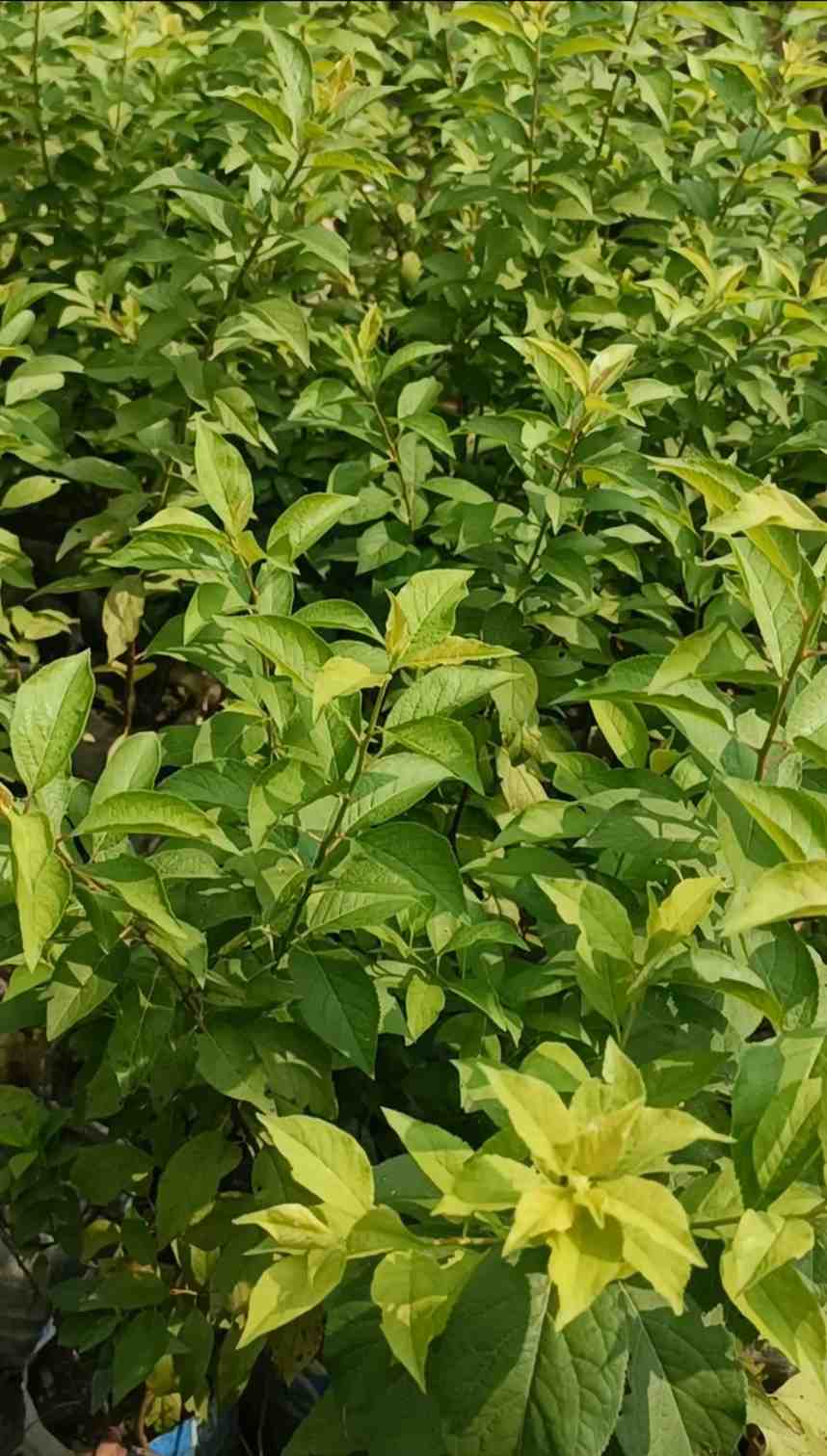 আলুবখরা চারা 