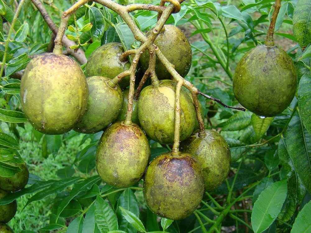 মিষ্ঠি আমড়া 