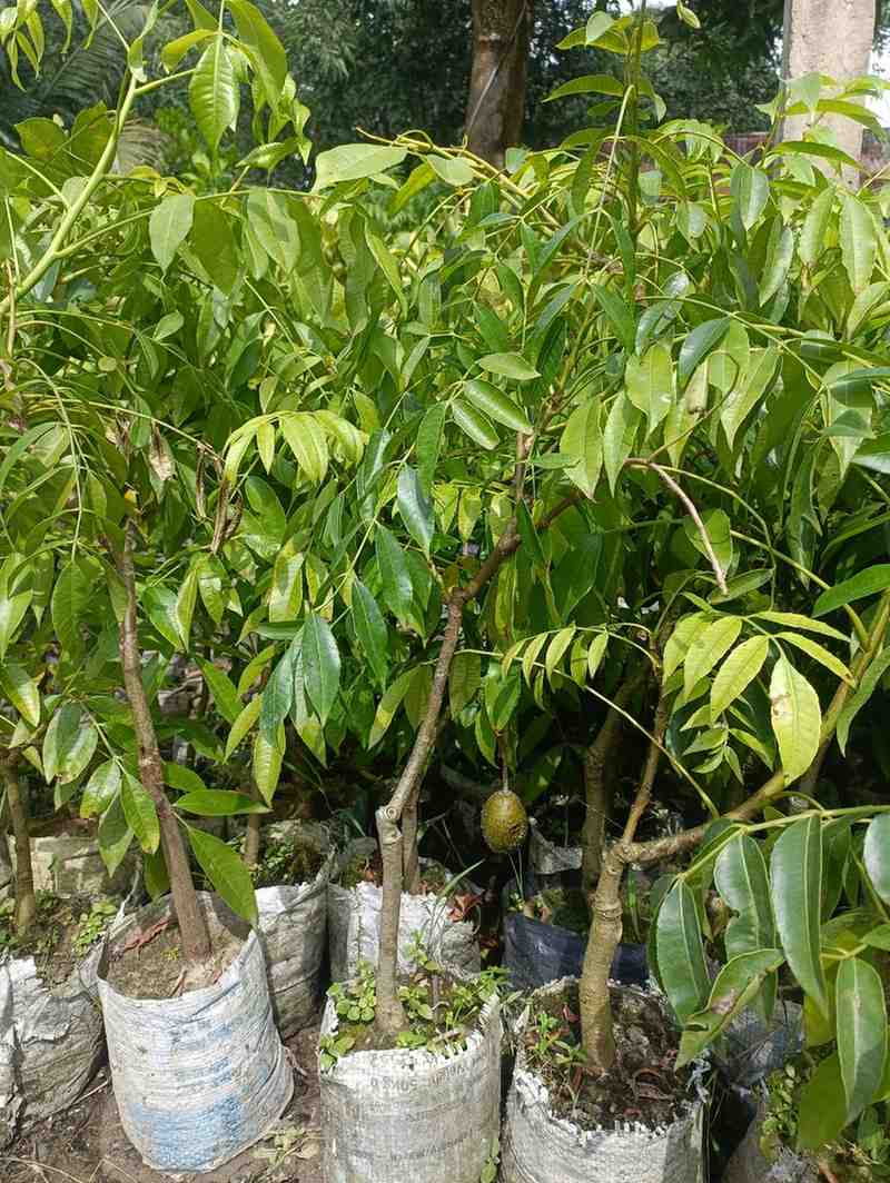  মিষ্ঠি আমড়া চারা