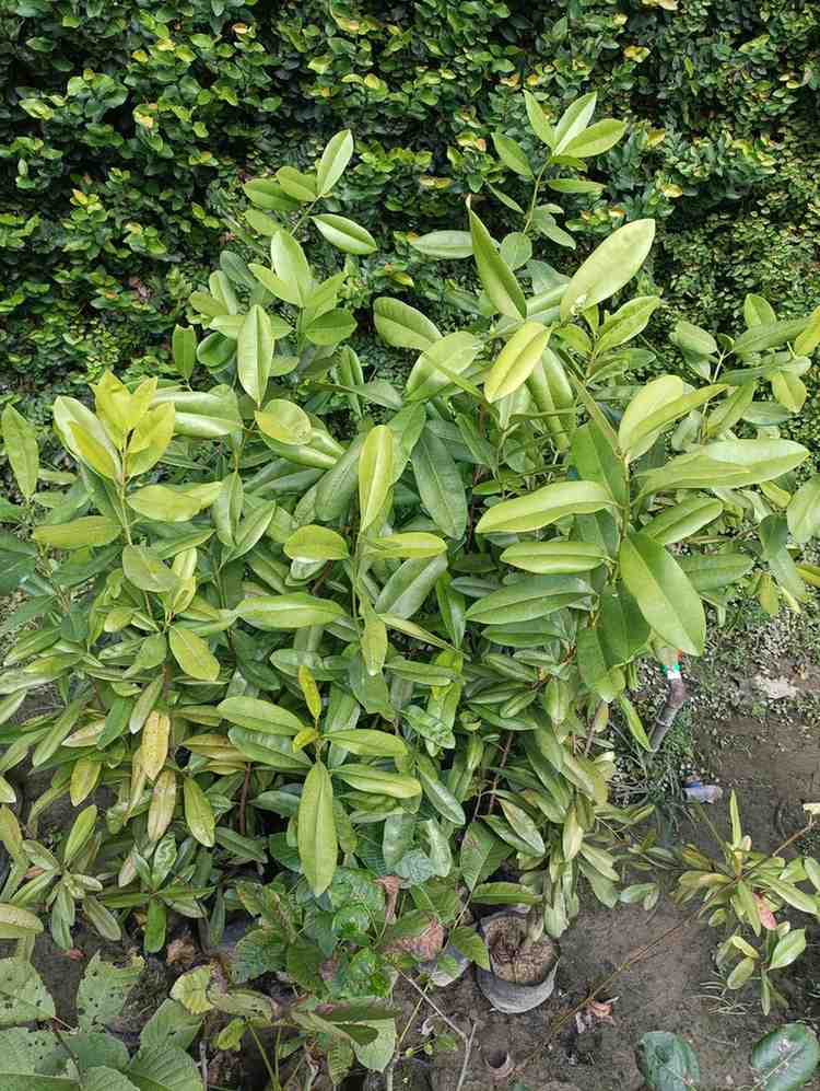 অলস্লাইস-পাঁচমশলার ঘ্রাণ একটি গাছে