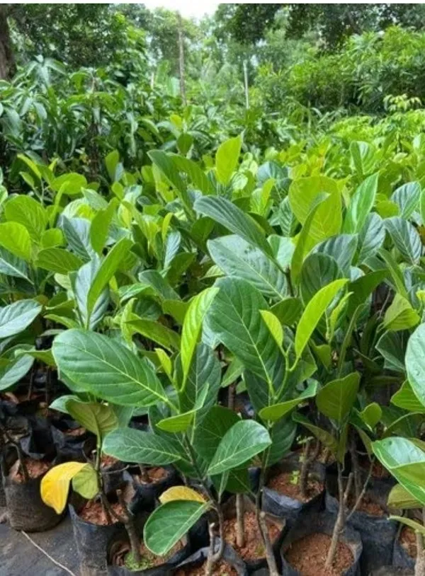 লাল কাঠাল চারা