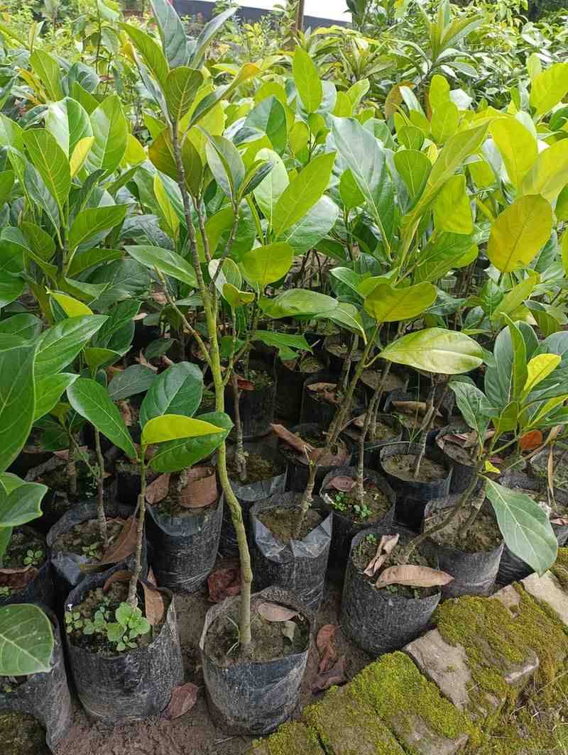 বারমাসী কাঠাল চারা