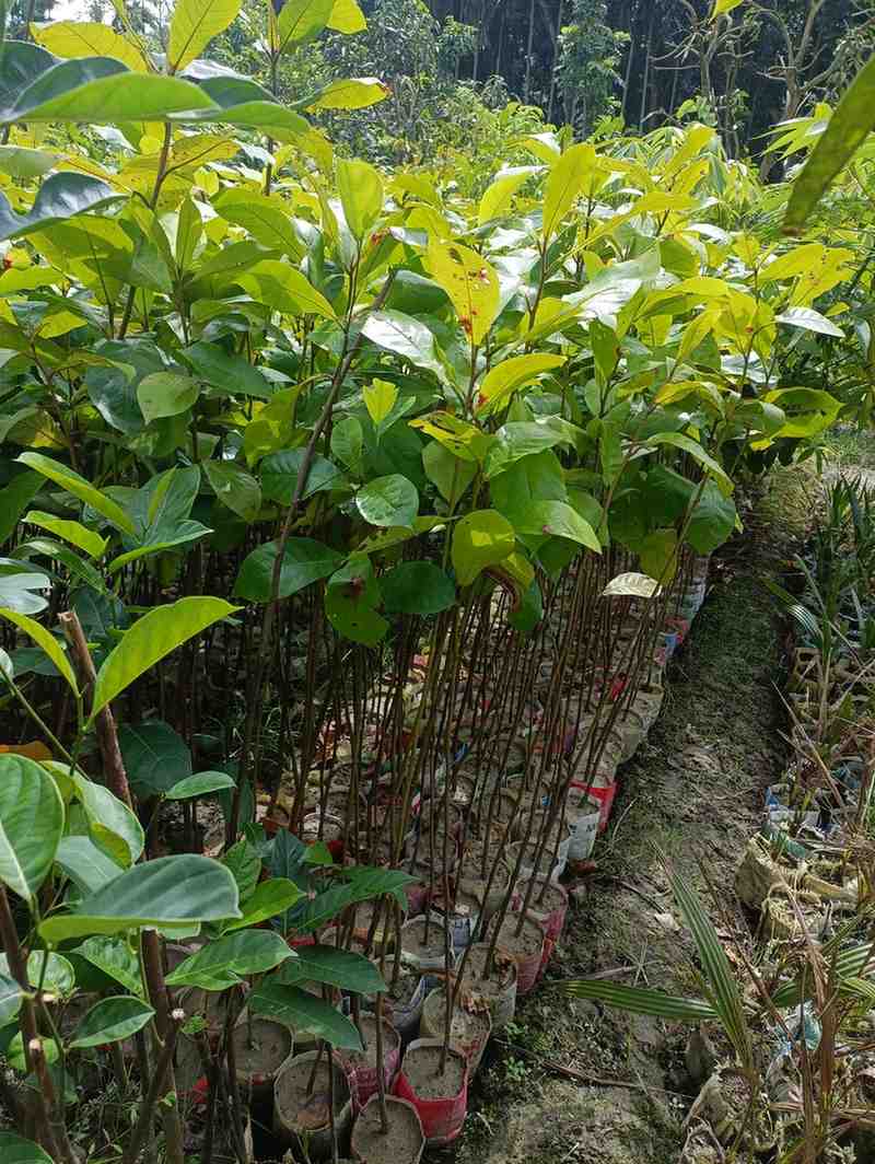 কাঠ বাদাম