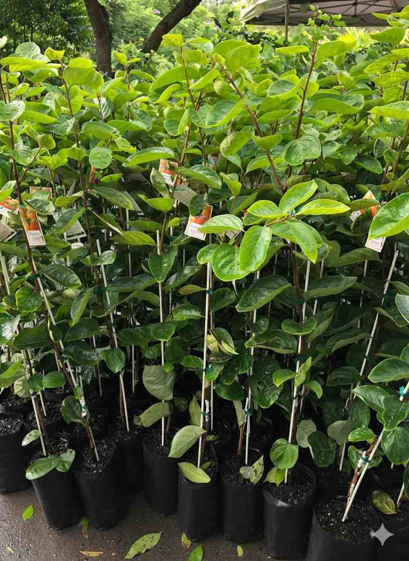 জাপানি পার্সিমন চারা