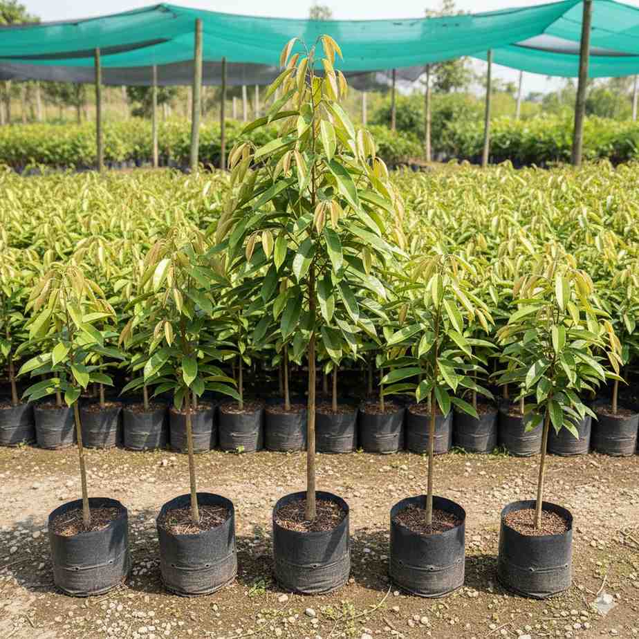 মালেশিয়ান ডুরিয়ান চারা