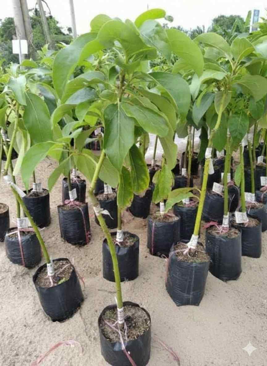 এভোকাডো চারা