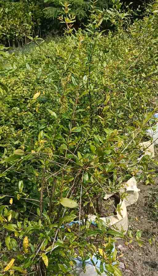 সুপার ভাগোয়া আনার