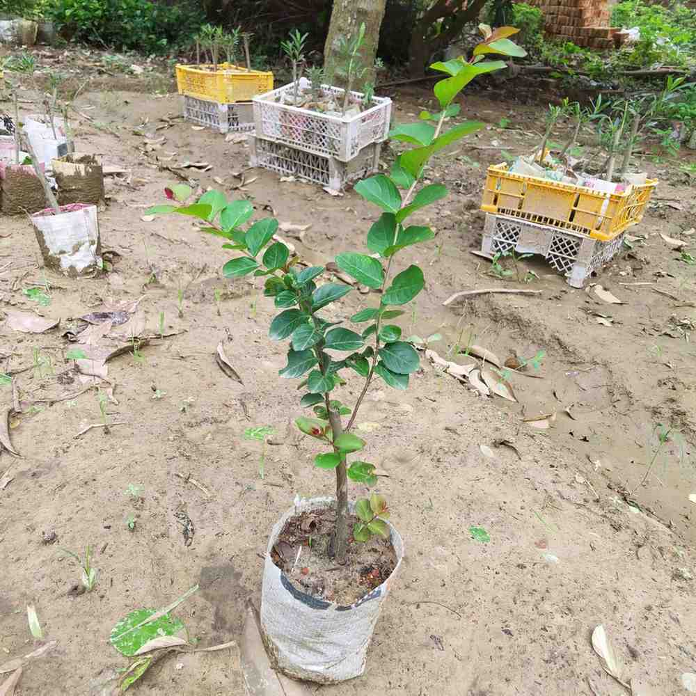 চেরি ফলের চারা