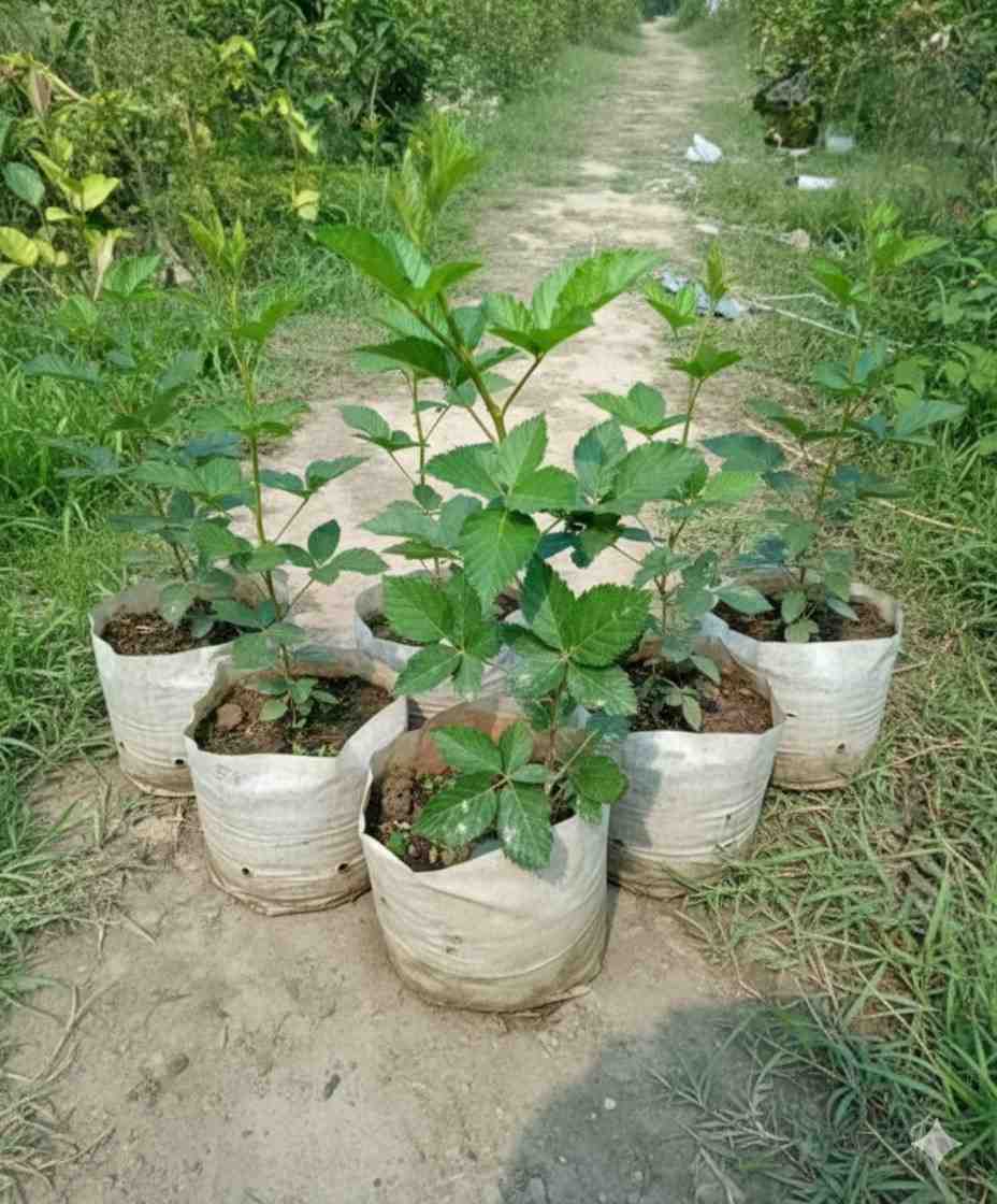 ব্ল্যাক বেরি চারা