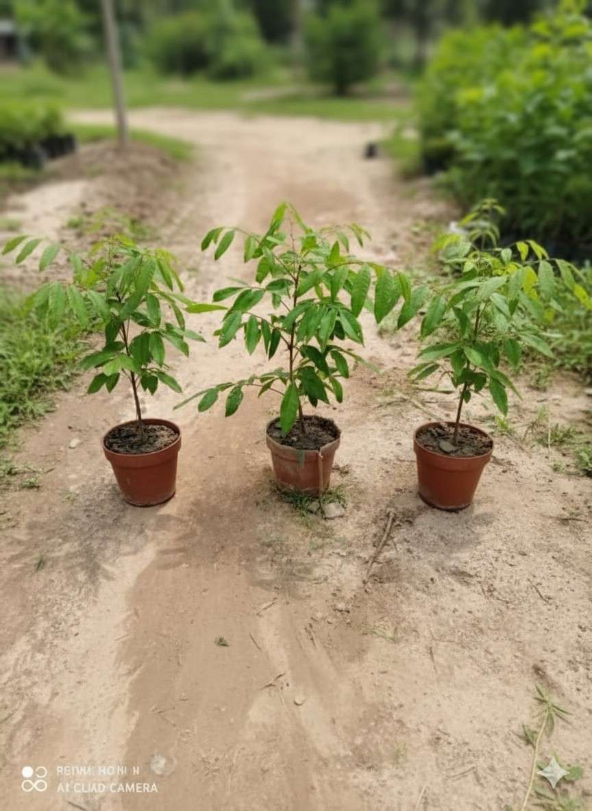 থাই লংগান 