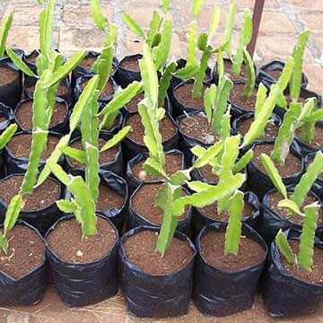 হলুদ ড্রাগন চারা  