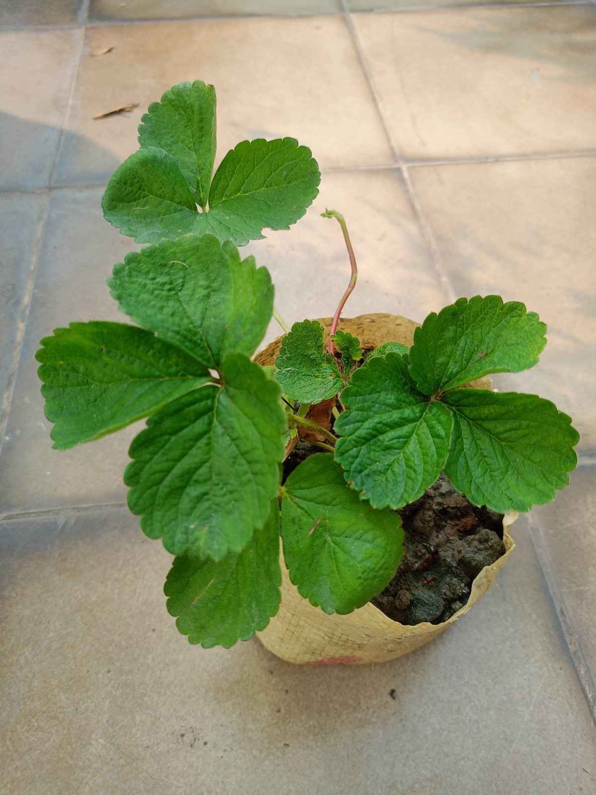 ১০টি স্টবেরি চারা 