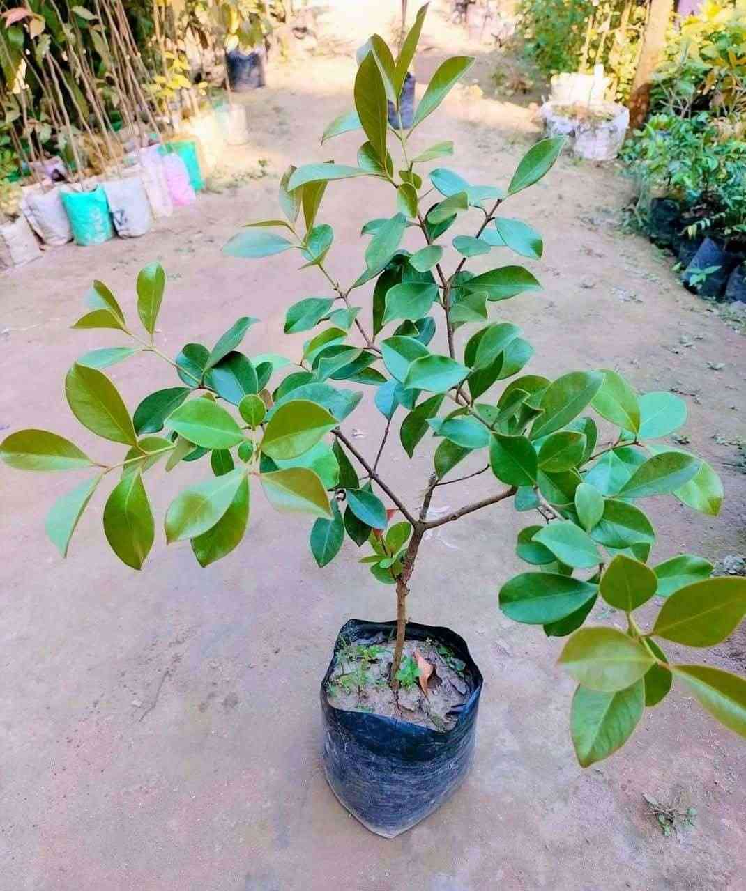 স্ট্রবেরি পেয়ারা চারা 