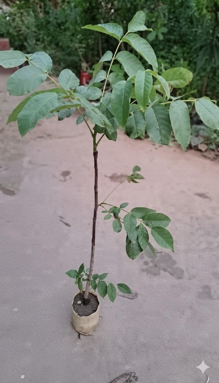 আখরোট চারা