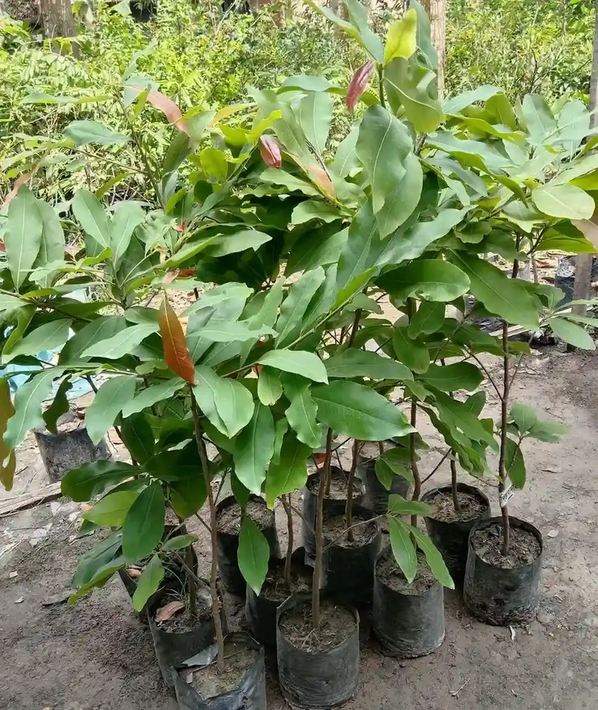 প্রেস্তা বাদাম চারা