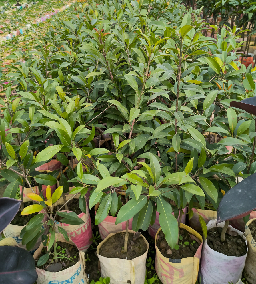 দেশি সফেদা 