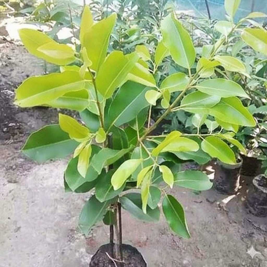 সাদা জামের চারা