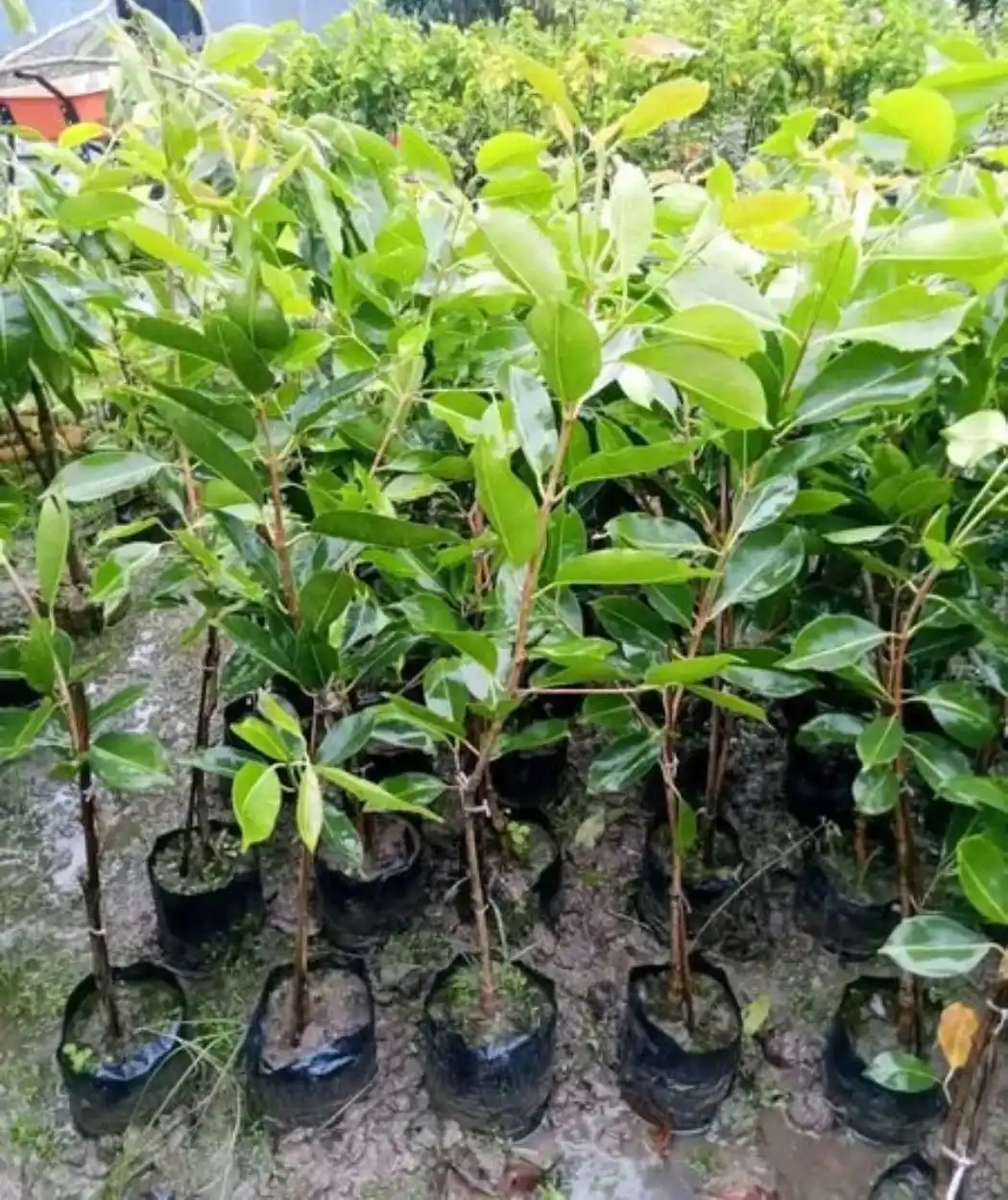 কালো জামের চারা