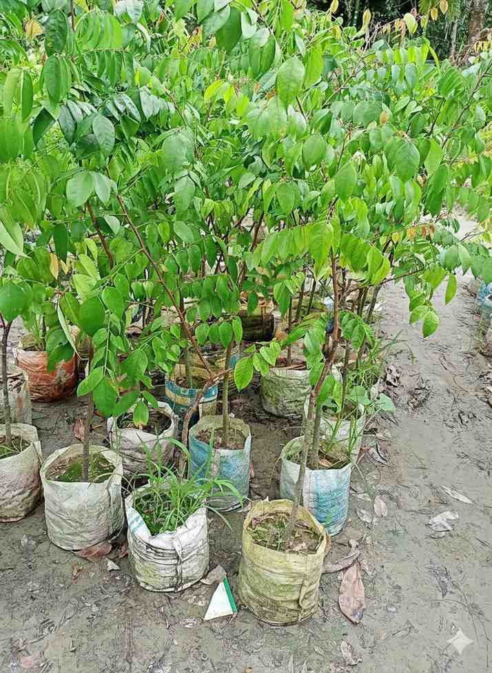 মিষ্টি কামরাঙ্গা