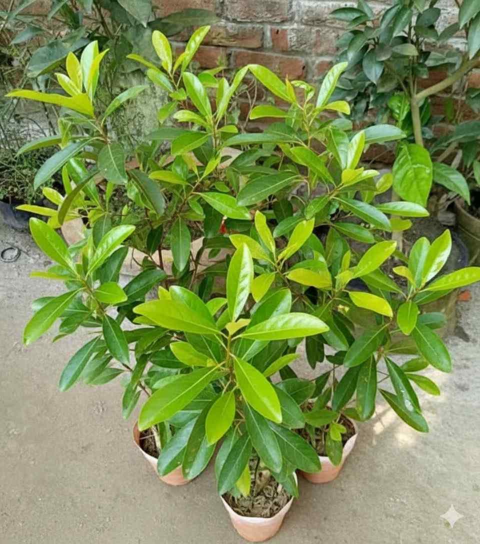 মিষ্টি জলপাই চারা