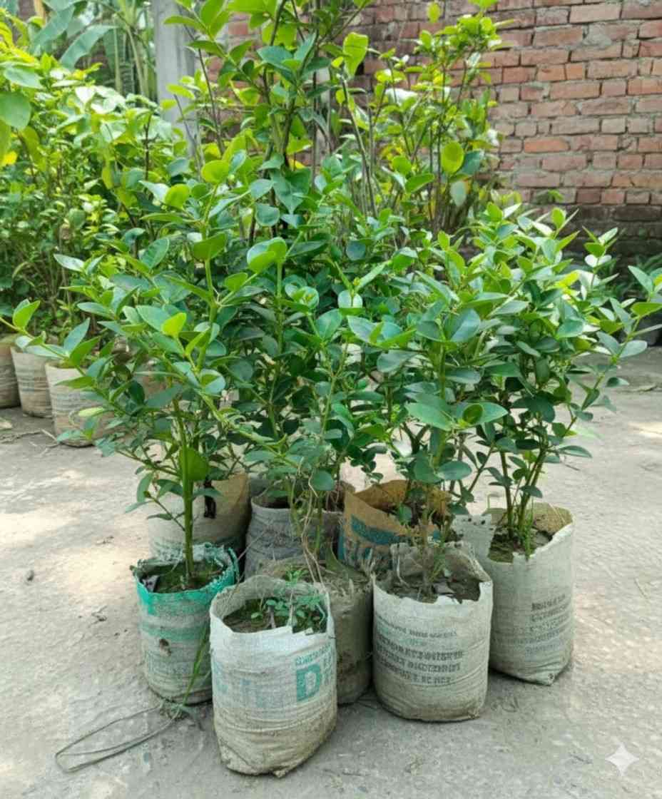 মিষ্টি করমচা চারা