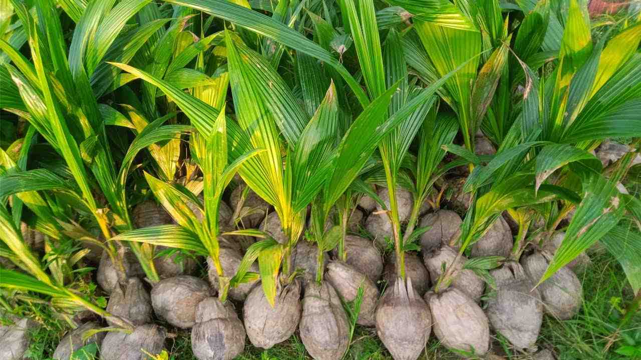 দেশি নারিকেল চারা