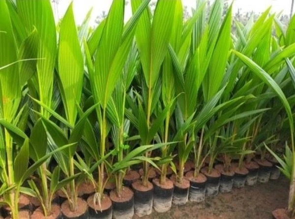 সিন্ধী নারিকেল চারা