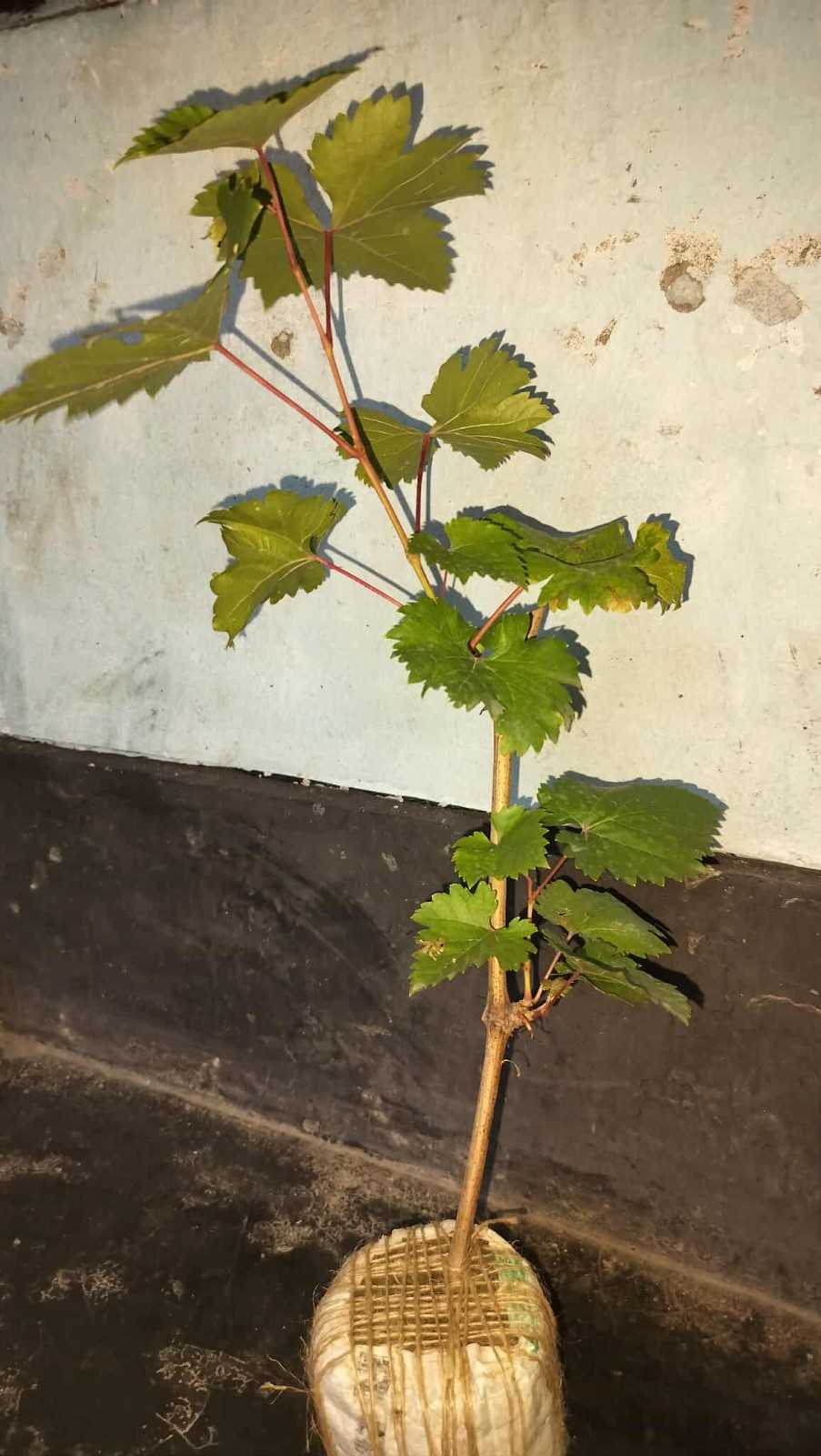 বাইকুনুর আঙ্গুর চারা - Stock out