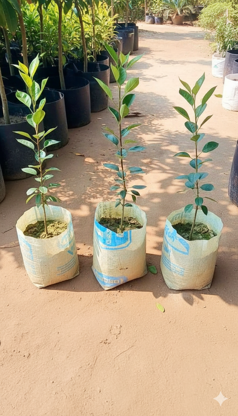 হরিমন ৯৯ আপেল চারা