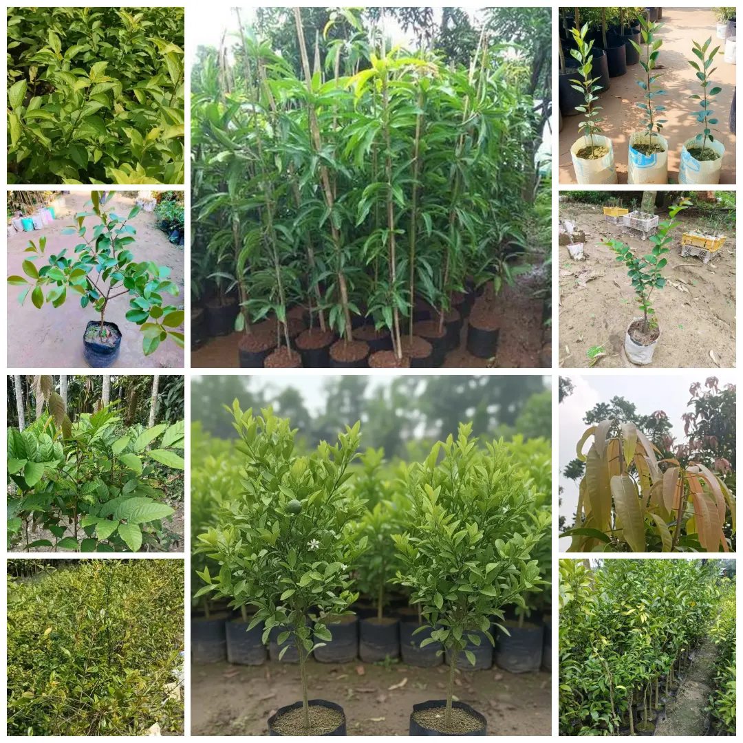 ১০ টি বিদেশি চারার কম্বো প্যাক 