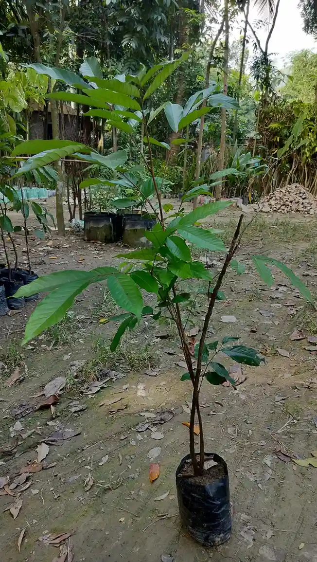 রামভুটান চারা